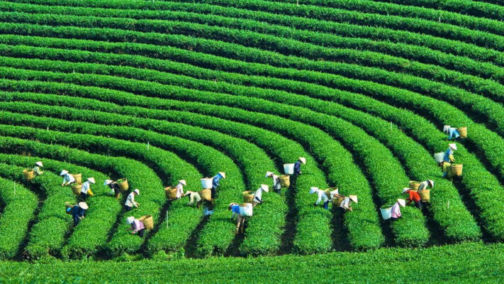 tuần văn hoá du lịch mộc châu 2025